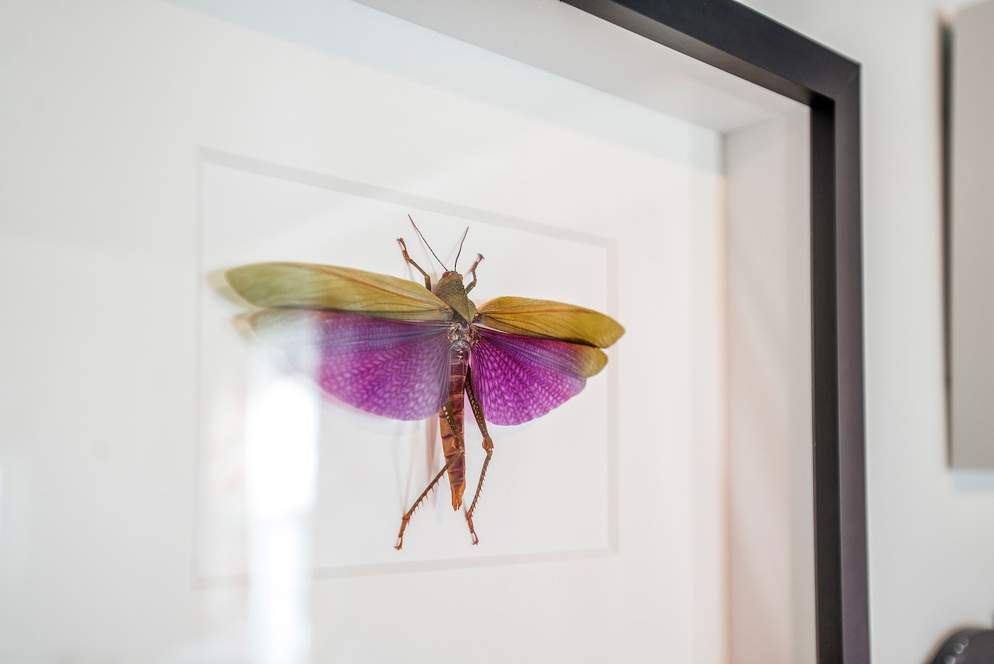 framed-bug-art-kids-bedroom