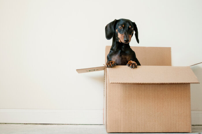 moving+decluttering+box+with+puppy+cute.jpg